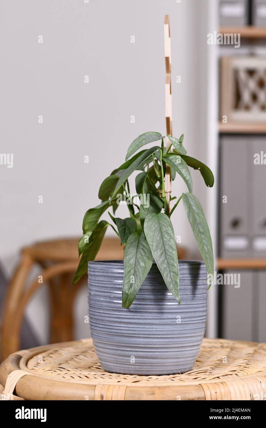 Tropische Zimmerpflanze 'Epipremnum pinnatum Cebu Blue' mit silberblauen Blättern im Blumentopf auf dem Tisch im Wohnzimmer Stockfoto