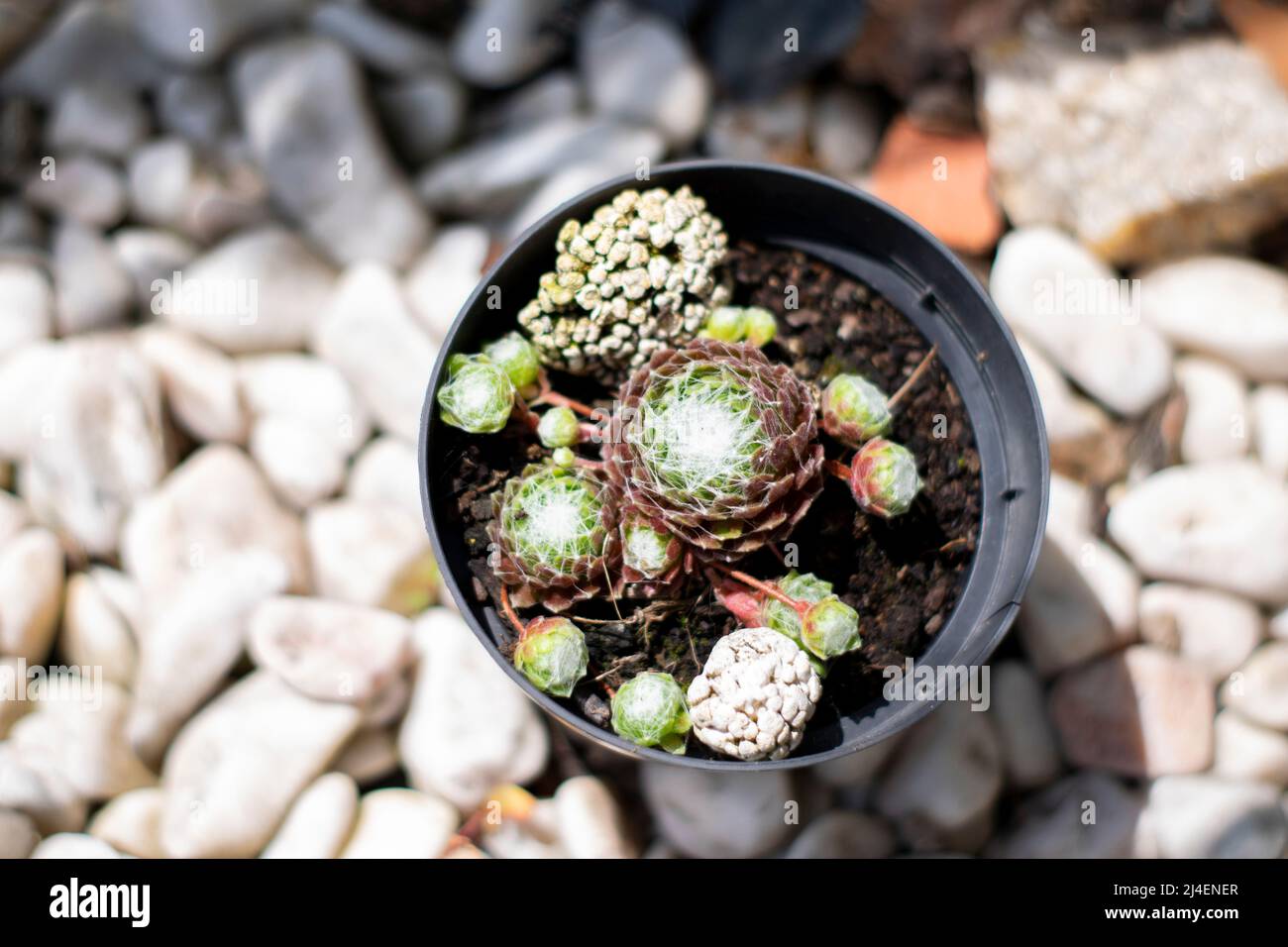 Sempervivum arachnoideum cactus suculenta, Gartenarbeit und Garten Hobbys. Sempervivum arachnoideum Verbreitung. Stockfoto