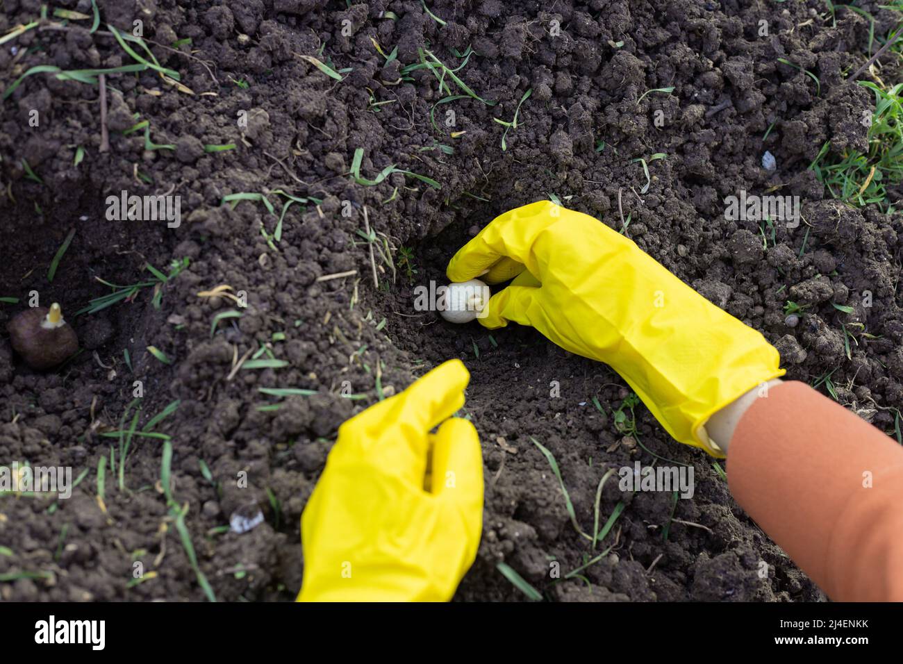 Pflanzen von Blumenzwiebeln. Die Hände mit Handschuhen für Frauen halten eine Tulpenbirne über einem geformten Pflanzloch. Stockfoto