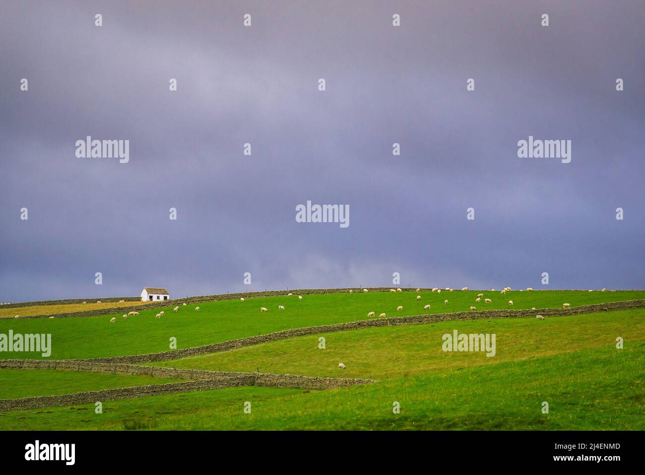 Die Landschaft der Northern Pennines in Upper Teesdale. Steinmauern, Schafe und Scheunen sind in der Landschaft zu sehen. Stockfoto