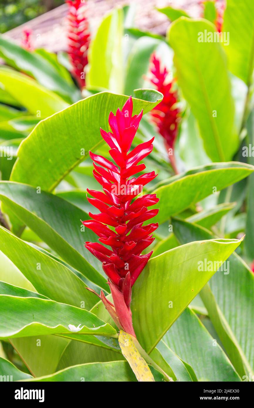 Red Ginger (Alpinia purpurata) Blumen, Dunns River Falls, Ocho Rios, St Ann Parish, Jamaica, Großantillen, Karibik Stockfoto