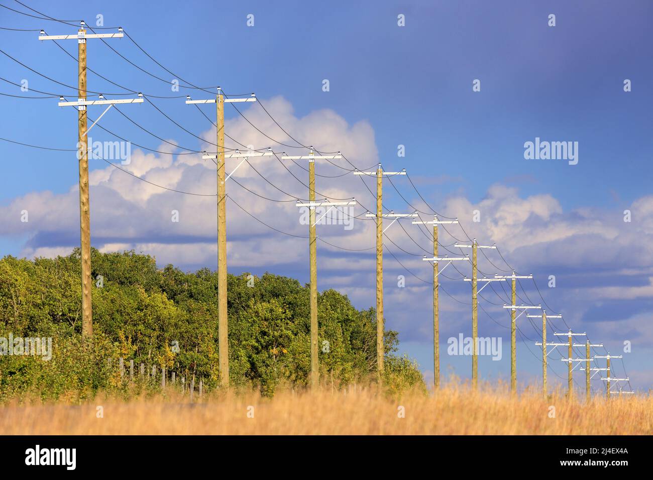 Reihen von Holzmasten in Alberta, Kanada. Ein Versorgungsmast, der abwechselnd als Leistungsmast, Telefonmast, Telegrafenmast oder Telegrafenmast bezeichnet wird Stockfoto