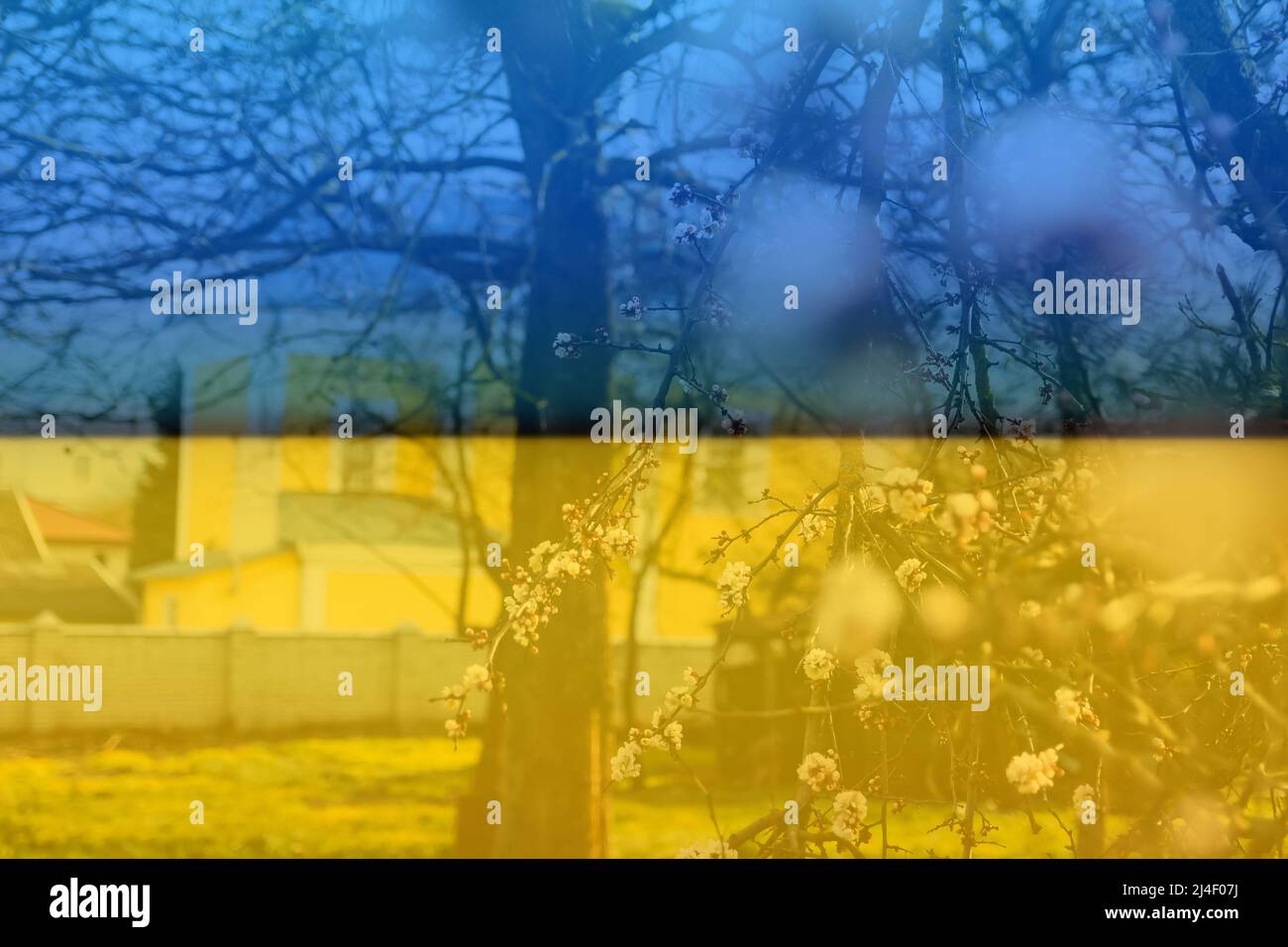 Federzweig. Schöne Zweige weißer Kirschblüten auf dem Baum auf grünem Gras und gelbem Kirchenhintergrund. Aprikosenblüten während der Frühjahrsmeere Stockfoto