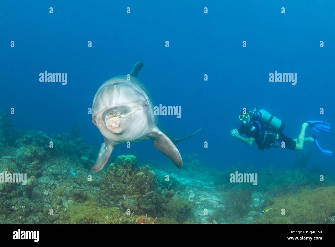 Taucher (MR) und ein ausgebildeter Atlantischer Bottlenose-Delphin, Tursiops truncatus, auf dem Sea Aquarium House Reef vor der Insel Curacao in den Niederlanden Stockfoto