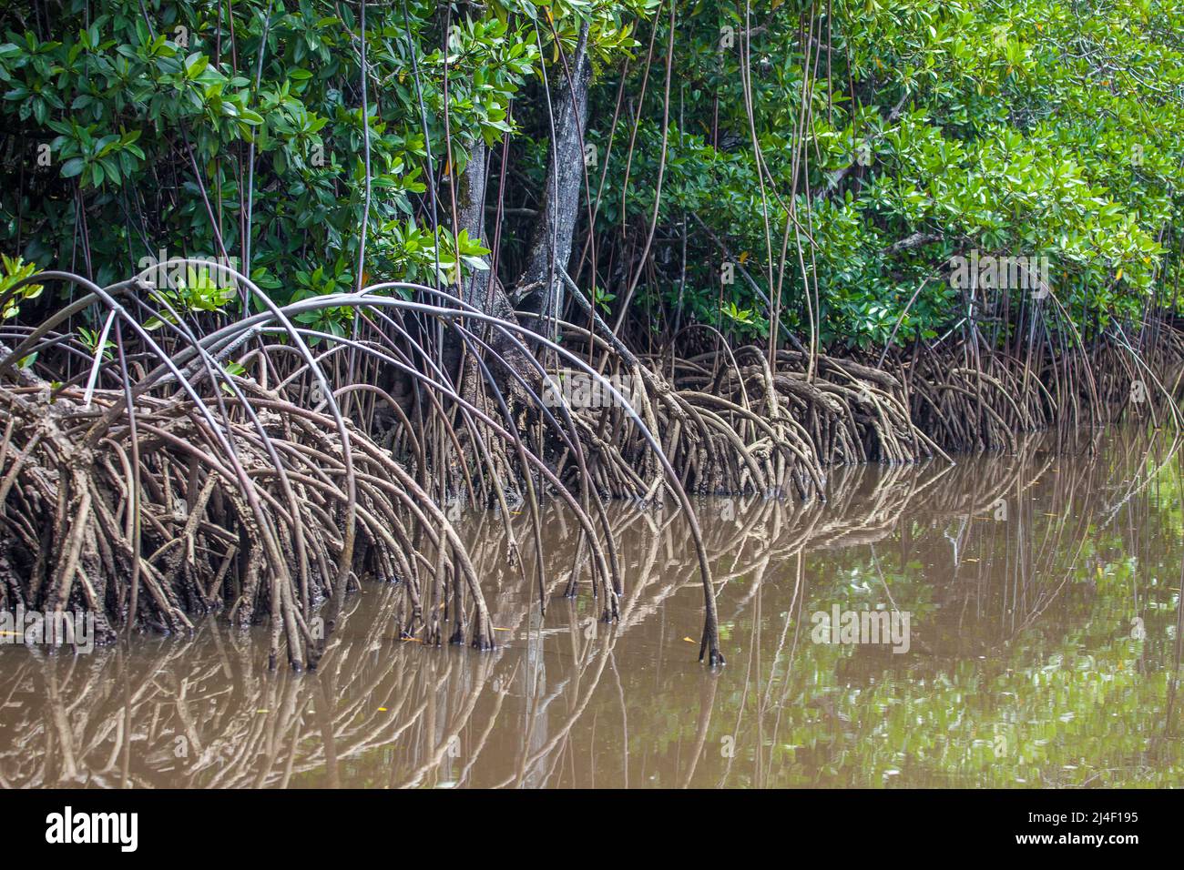 Ein Mangrovenwald, Rhizopora sp. Vor der Insel Yap, Mikronesien. Dies ist ein kritischer Lebensraum für junge Arten. Stockfoto