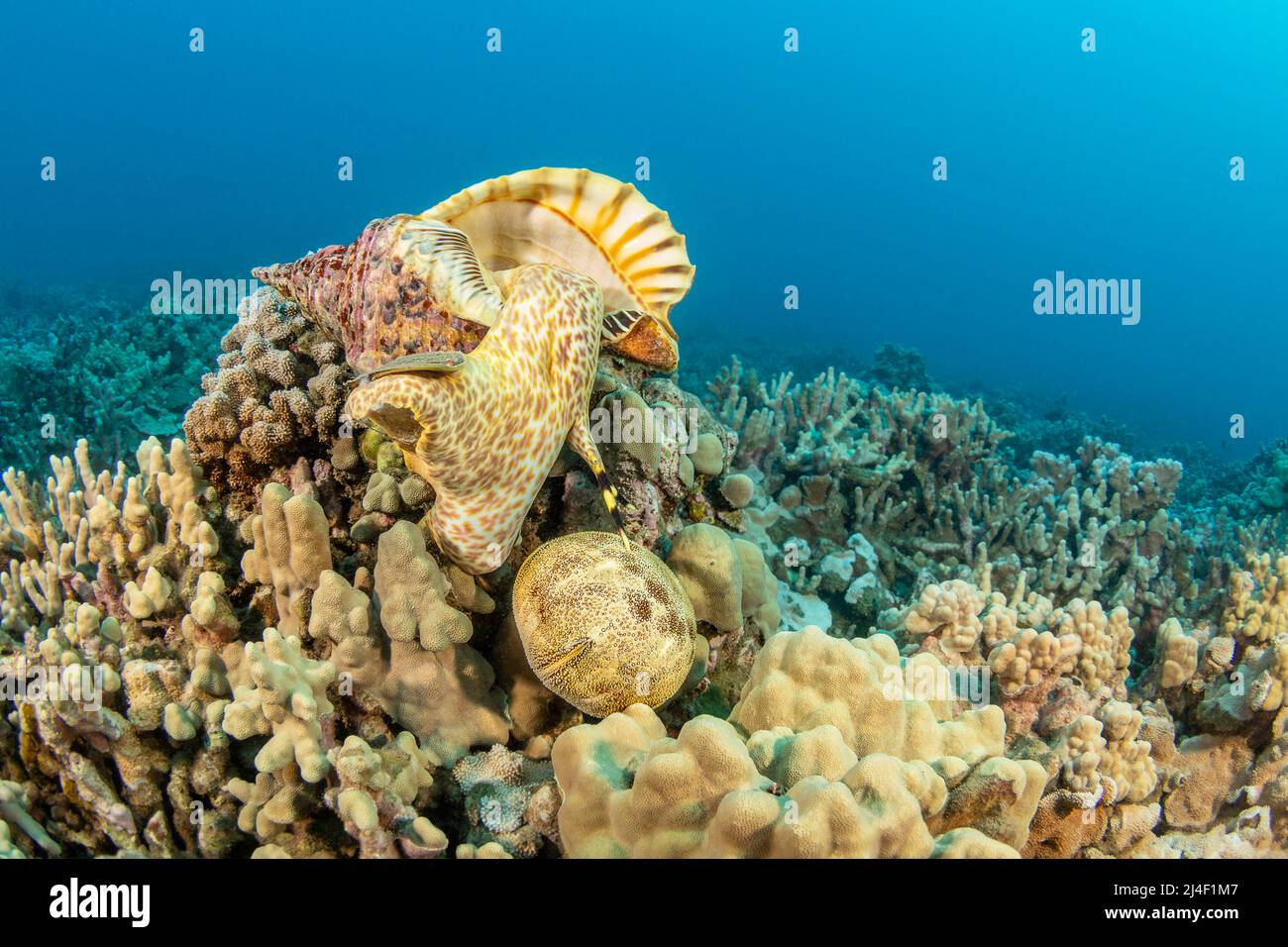 Eine triton-Trompetenschale, Charonia Tritonis, die sich aus ihrer Schale ausdehnt, um einen Polstersternfisch zu konsumieren, Culcita novaeguineae, Hawaii. Es wird zuerst drillen Stockfoto