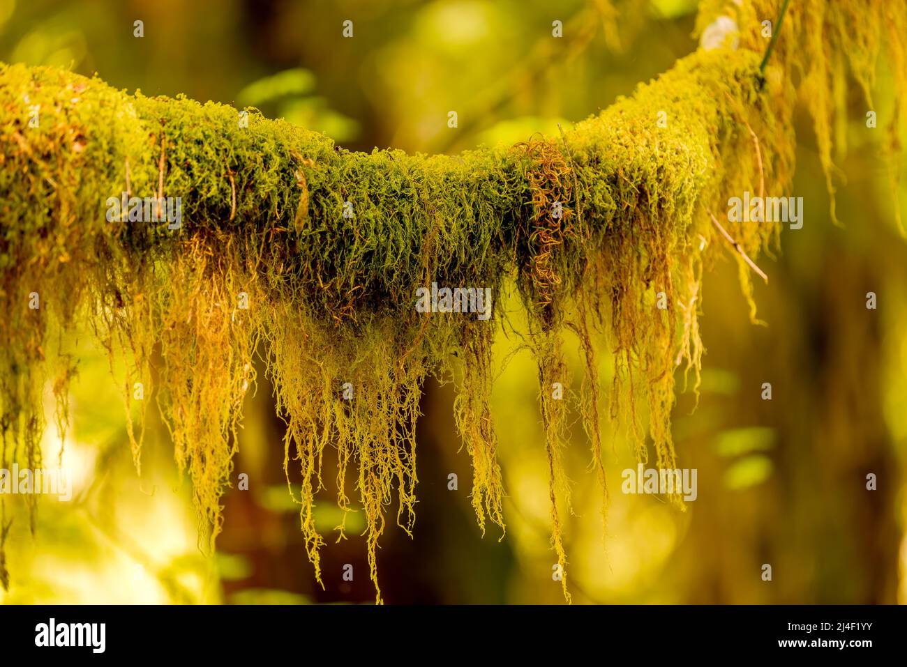 Moosbedeckte Bäume im Hoh Rainforest, Olympic National Park, Washington Stockfoto