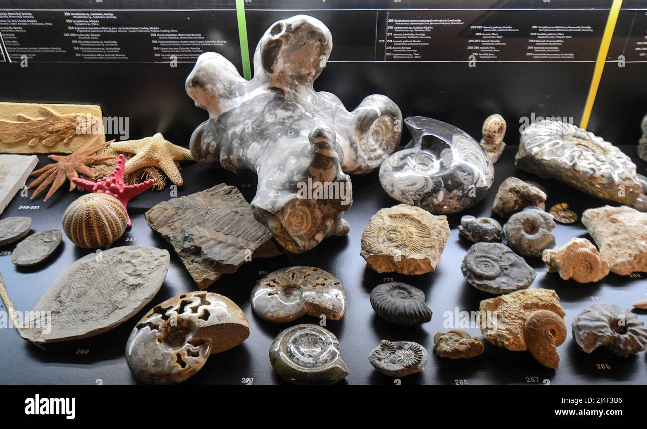 Fossilien aus der Ausstellung „Life Within a Billion Years“. Museum des Parks Postojnska Jama, Slowenien Stockfoto