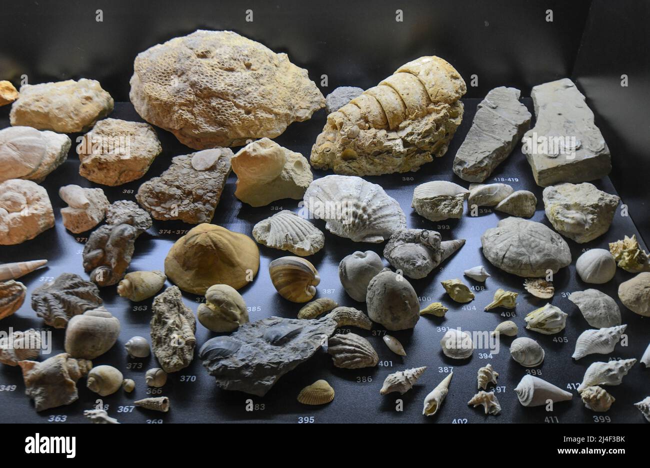 Fossilien aus der Ausstellung „Life Within a Billion Years“. Museum des Parks Postojnska Jama, Slowenien Stockfoto