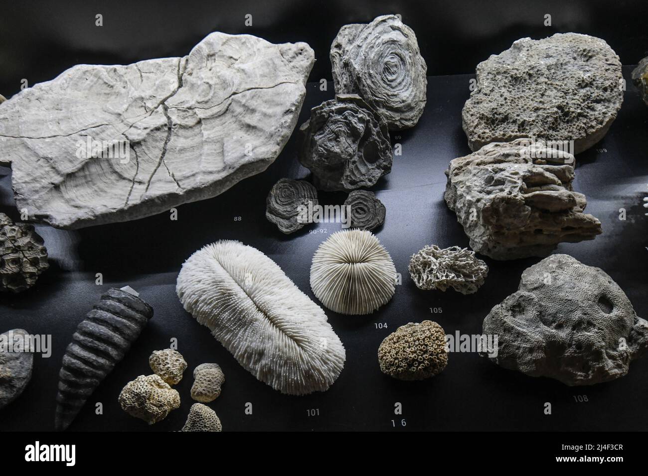 Fossilien aus der Ausstellung „Life Within a Billion Years“. Museum des Parks Postojnska Jama, Slowenien Stockfoto