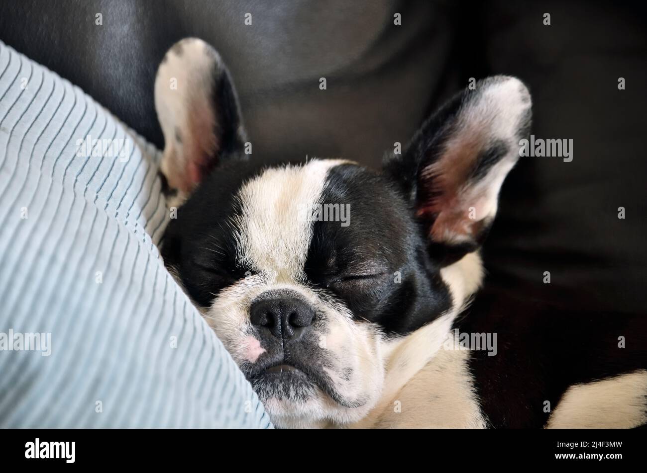 Ein schwarz-weißer Welpenhund schläft mit dem Kopf auf einem Sofakissen Stockfoto