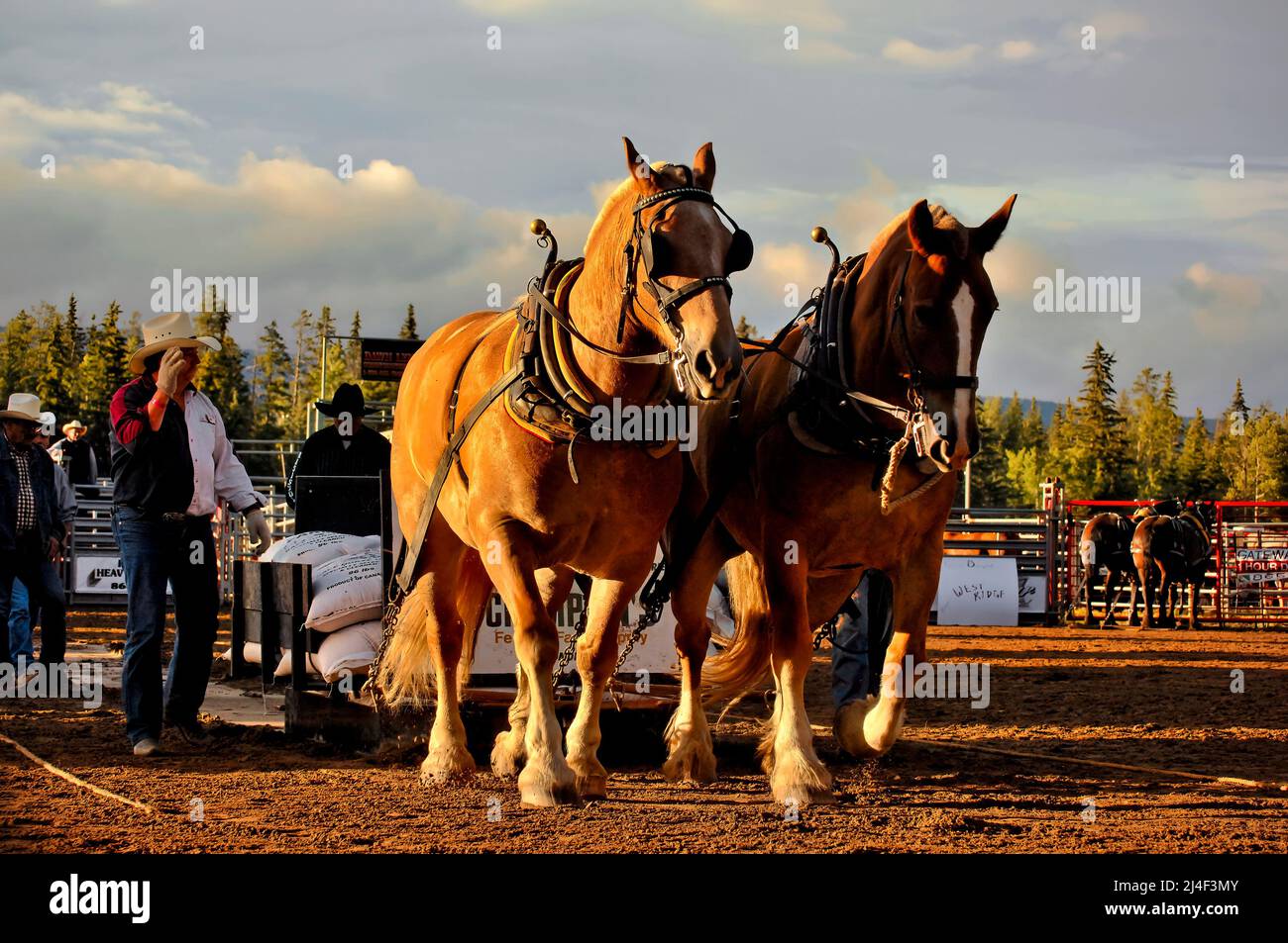 Ein Paar Zugpferde bei einem Zugwettbewerb bei einem Rodeo in Alberta im verblassenden Abendlicht Stockfoto