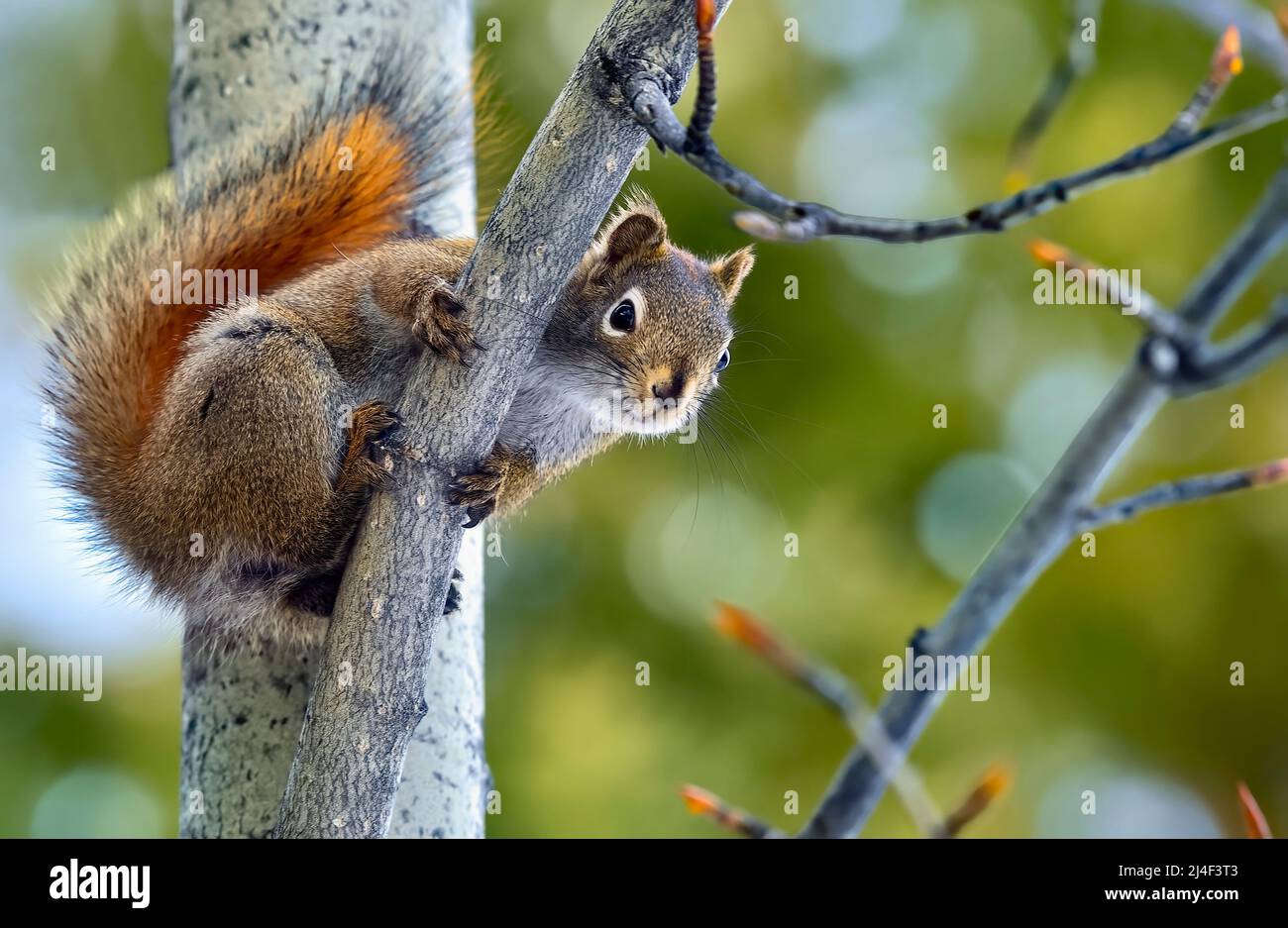 Ein rotes Eichhörnchen ' Tamiasciurus hudsonicus', das im Frühjahr um einen Ast guckt. Stockfoto