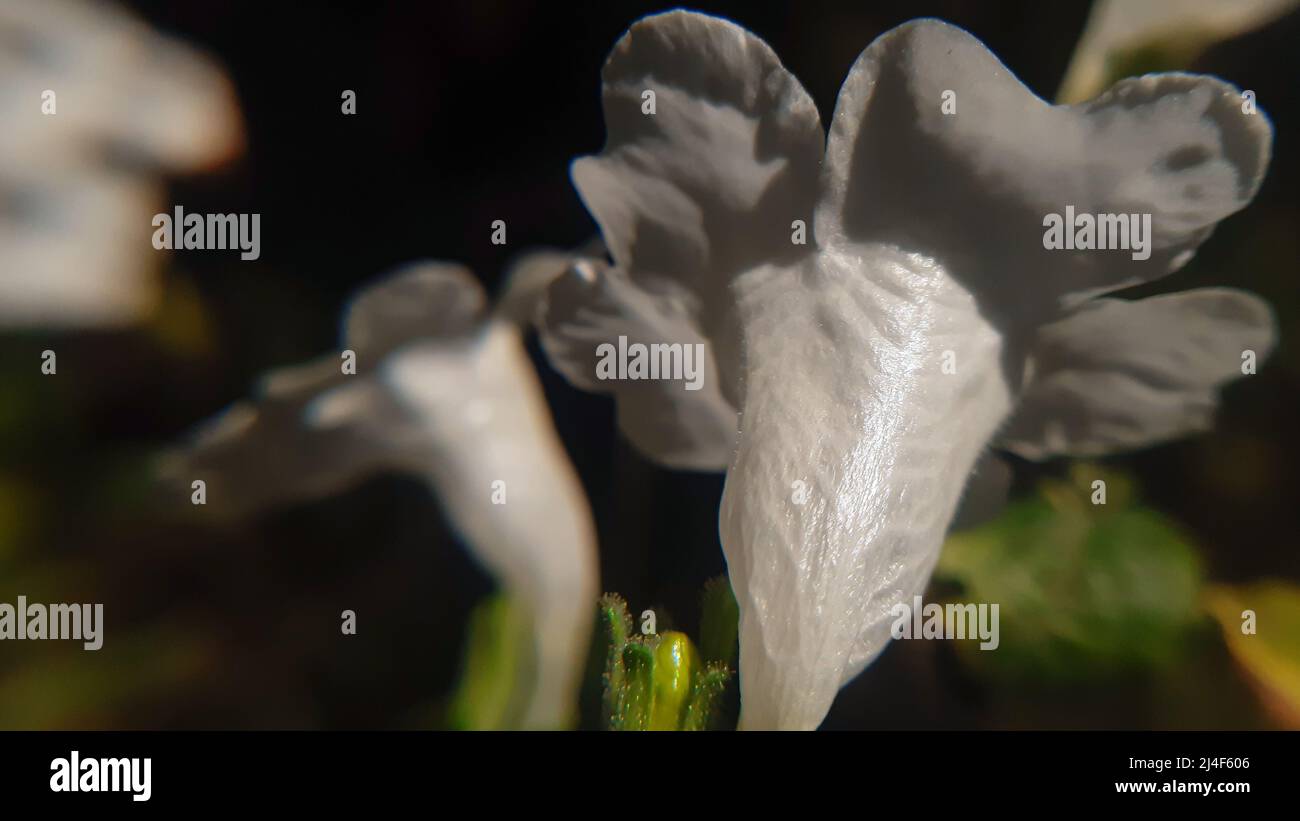 Weiße Form exotische Blume. Sein gemeinsamer Name ist zwei Kopf Koneblümchen strobilanthes capitata Stockfoto