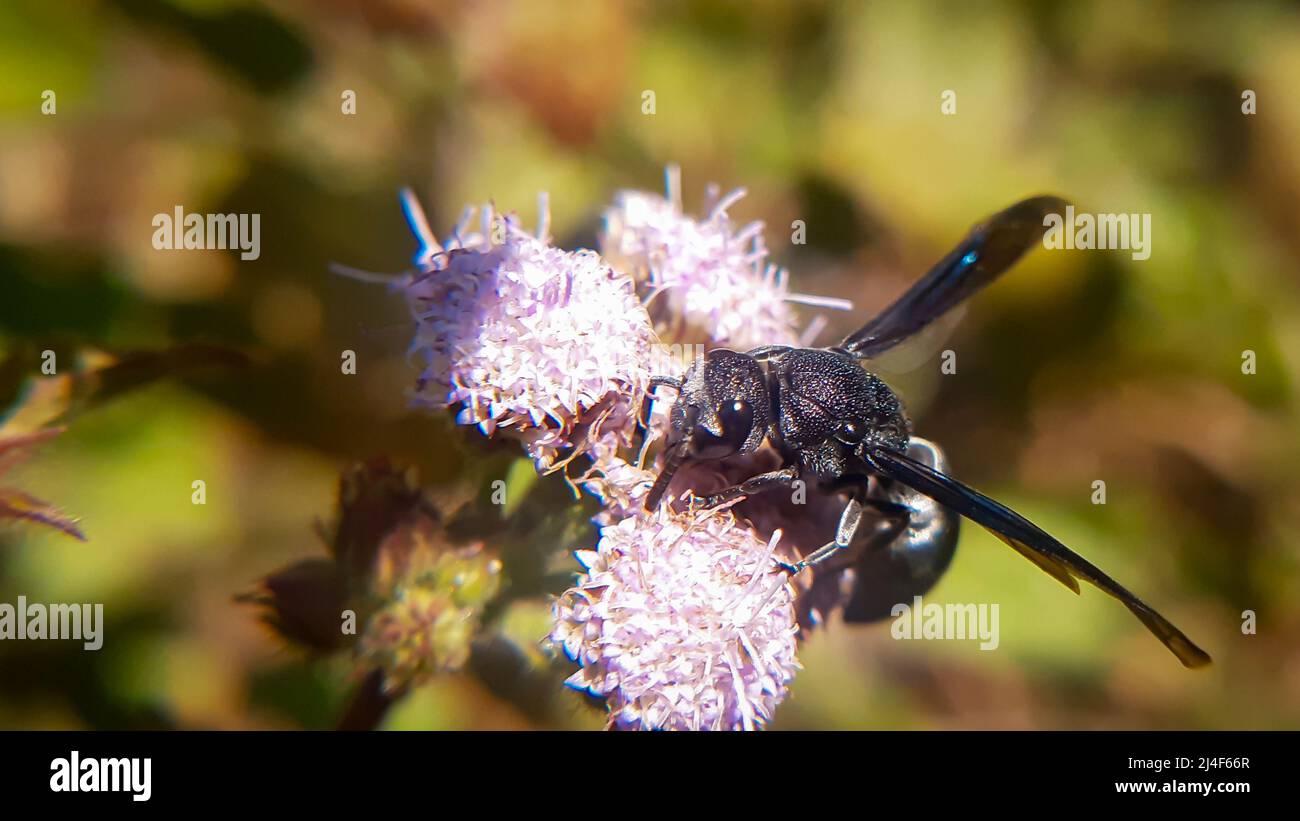 Wunderschöne glänzende Flügel von Wespen. Black Potter Wasp - Anterhynchium fallax (Eumenidae, Hymenoptera) Stockfoto