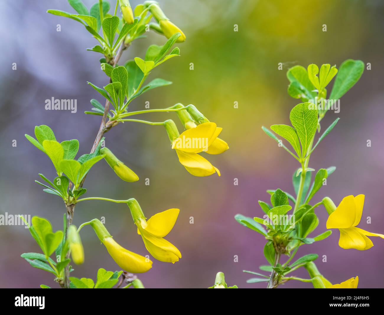 Akazienzweig mit grünen Blättern und gelben Blüten. Blühende Caragana Arborescens, der sibirische Pfirsichbaum, der sibirische Erbsenbaum oder caragana Stockfoto