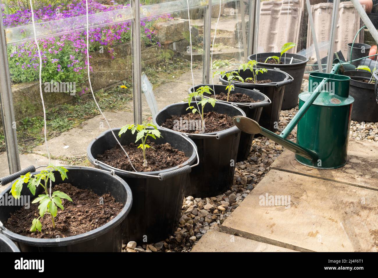 Junge Tomatenpflanzen, Variety Gardener's Delight, in großen Töpfen oder Eimern in einem Gewächshaus gepflanzt, England, Großbritannien Stockfoto