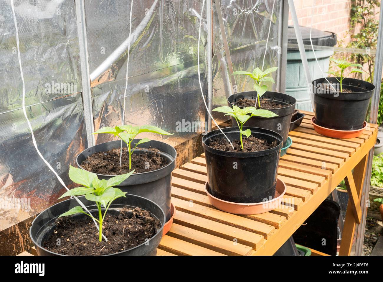 Junge Pfefferpflanzen Sorte Beauty Bell (Capsicum) in großen Töpfen in einem Gewächshaus, England, Großbritannien, gepflanzt Stockfoto