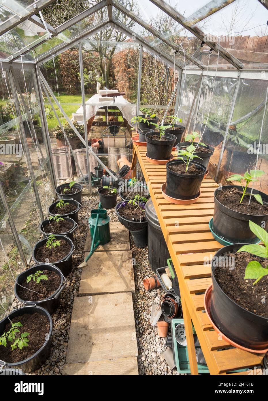 Junge Tomaten- und Pfefferpflanzen, die in einem Gewächshaus eines Hobbygärtners wachsen, England, Großbritannien Stockfoto