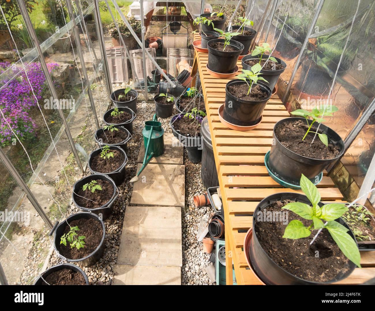 Junge Tomaten- und Pfefferpflanzen, die in einem Gewächshaus eines Hobbygärtners wachsen, England, Großbritannien Stockfoto