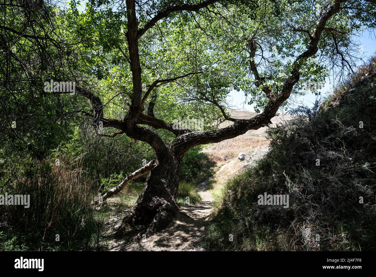 California-Ausläufer Stockfoto