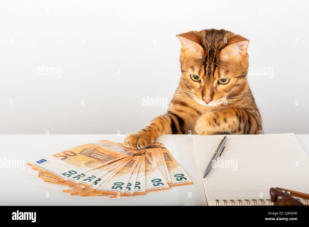 Bengalkatze hält Pfote-Euro-Geld auf dem Tisch. Stockfoto