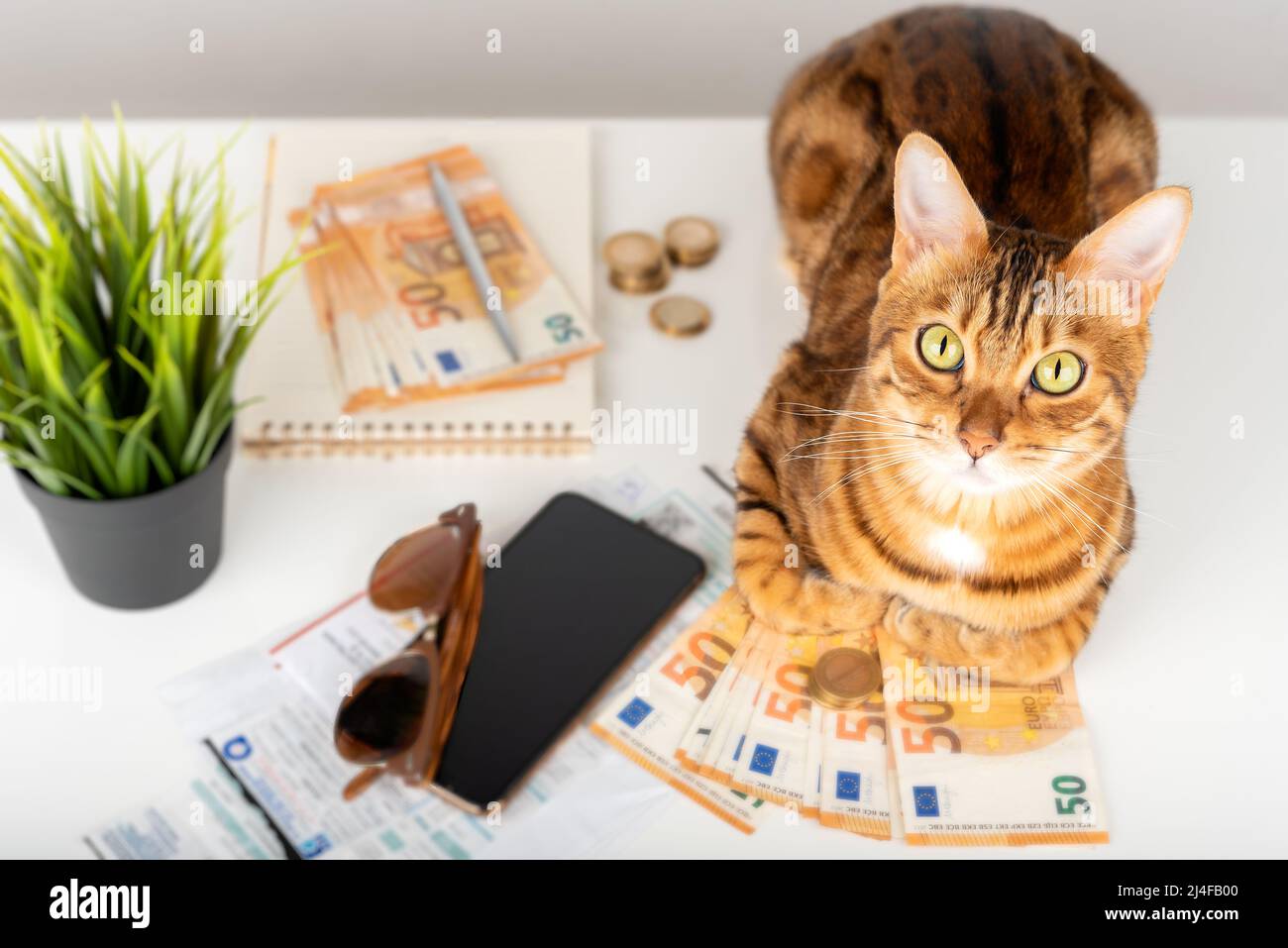 Hauskatzen, europäisches Geld, Strom- und Wasserrechnungen. Blick von oben. Stockfoto