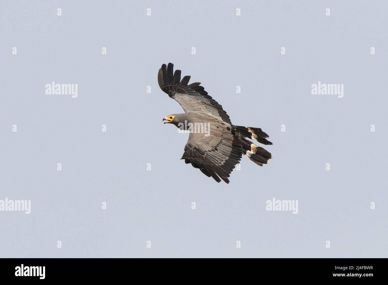 Afrikanischer Harrier Hawk im Flug mit Kopierraum Stockfoto