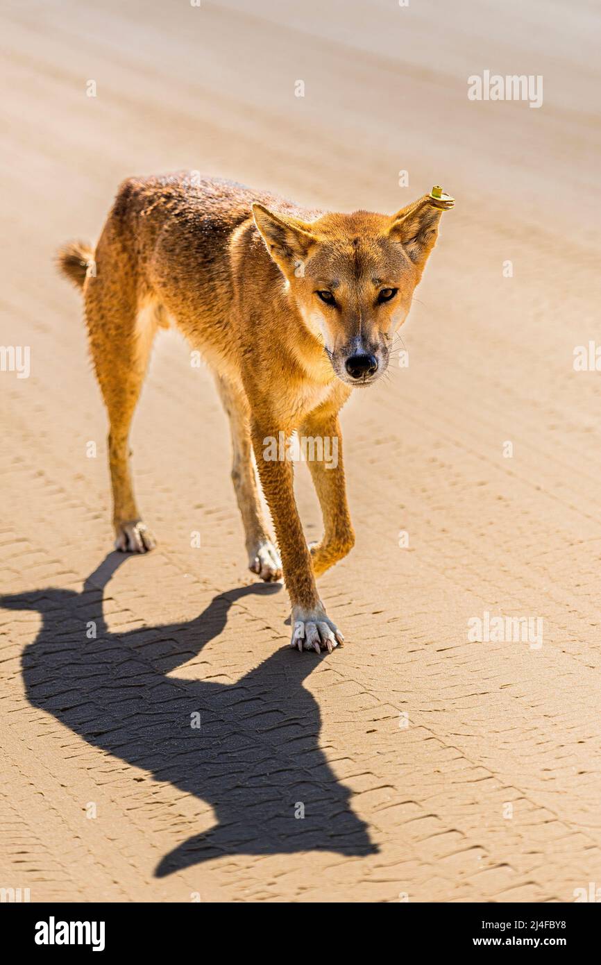 Ein männlicher Dingo, Canis lupus dingo, am Seventy Five Mile Beach, Fraser Island, Queensland, Australien Stockfoto