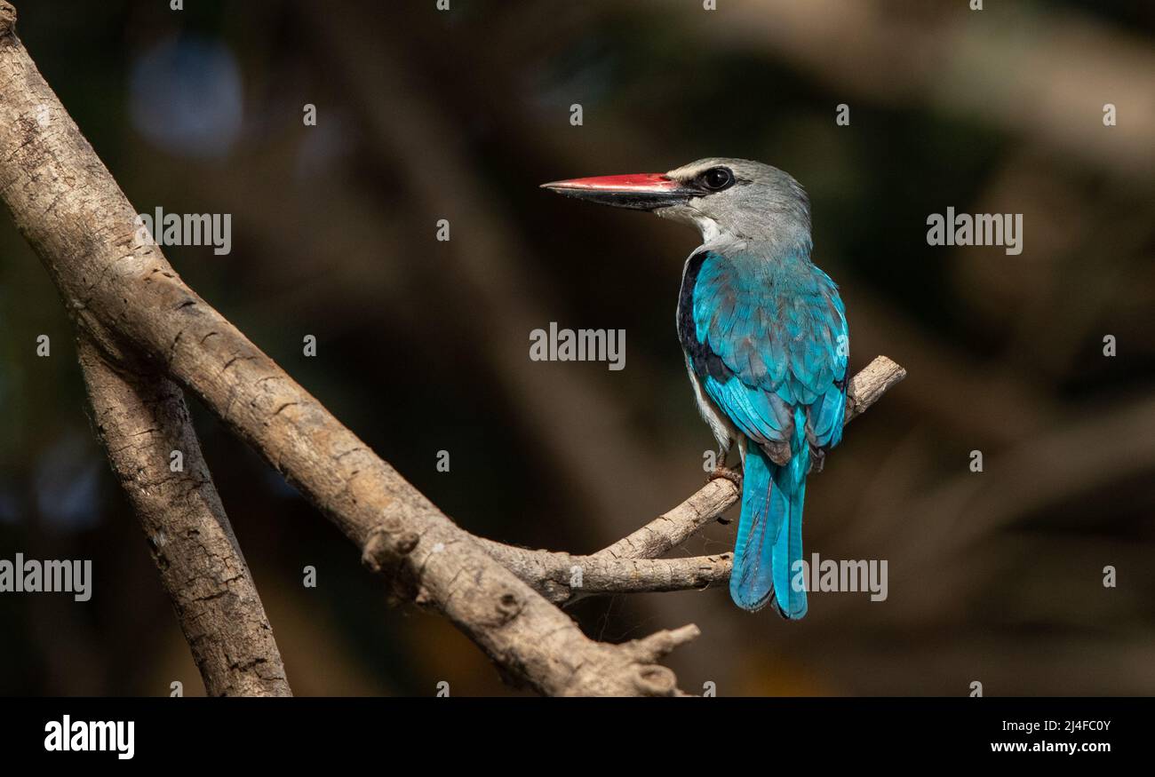 Woodland Kingfisher, Central River Division, Gambia, Westafrika Stockfoto