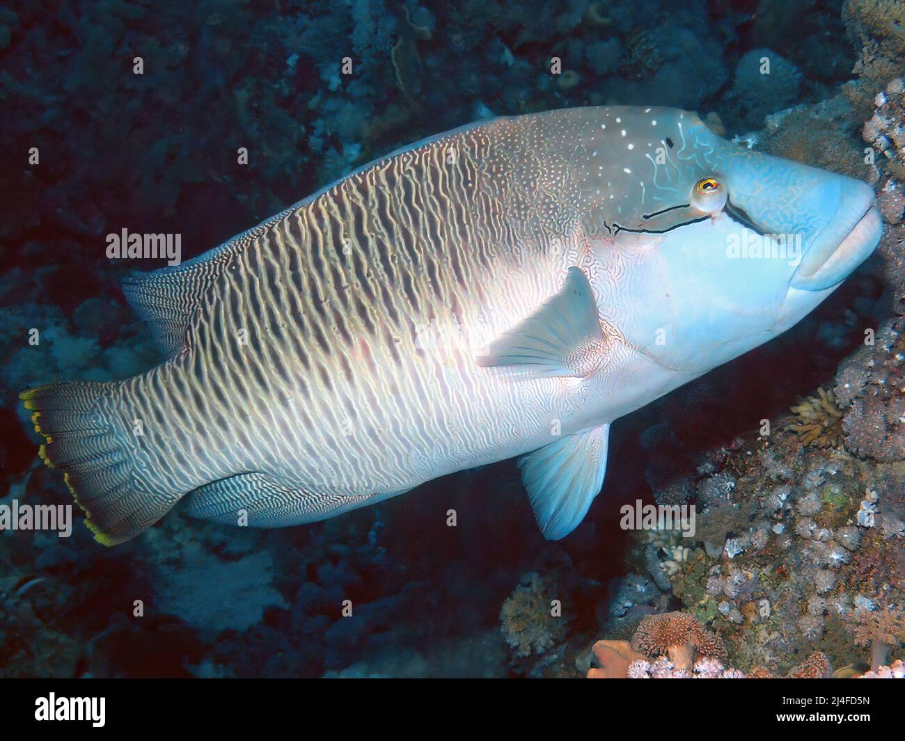 Taucher und napoleon lippfisch -Fotos und -Bildmaterial in hoher ...