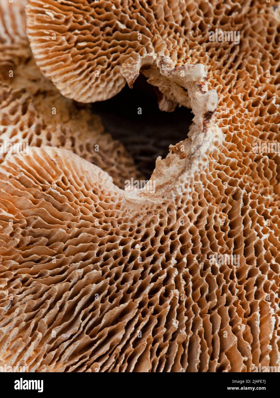 Makroaufnahme des Naturhintergrundes von getrocknetem Pilz oder Waldpilz-Textur Stockfoto
