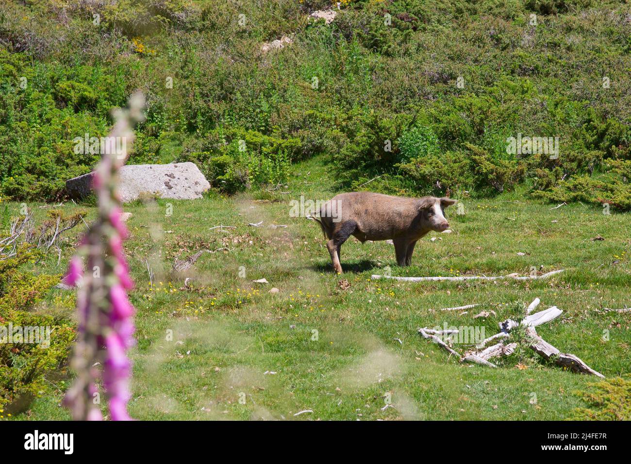 Die Tiere leben frei auf der Insel Korsika. Wildschwein auf der Hochebene von Cosione oberhalb von Quenza, Insel Korsika, Corse du Sud, Frankreich Stockfoto