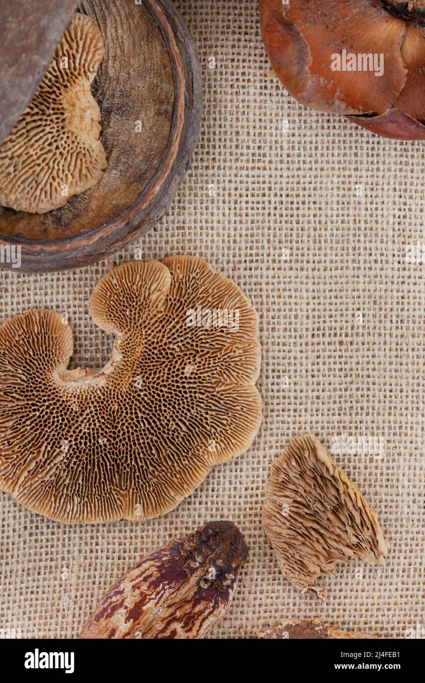 Flache Verlegung von getrockneten Baumpilzen oder Waldpilzen und anderen organischen Zierhölzern und Samen auf einer hessischen, natürlichen Stoffoberfläche mit Kopierfläche Stockfoto