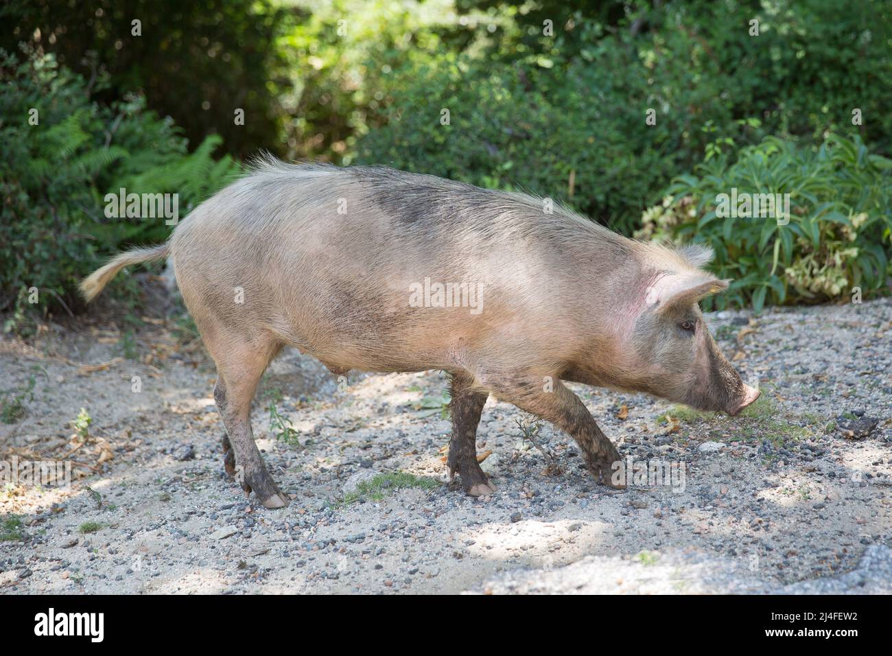 Die Tiere leben frei auf der Insel Korsika. Wildschwein geht am Straßenrand auf der Insel Korsika, Corse du Sud, Frankreich Stockfoto