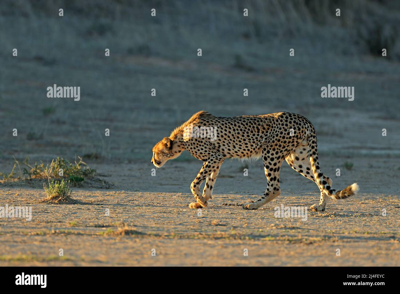 Ein Gepard (Acinonyx jubatus), der in der Kalahari-Wüste in Südafrika auf der Pirsch ist Stockfoto