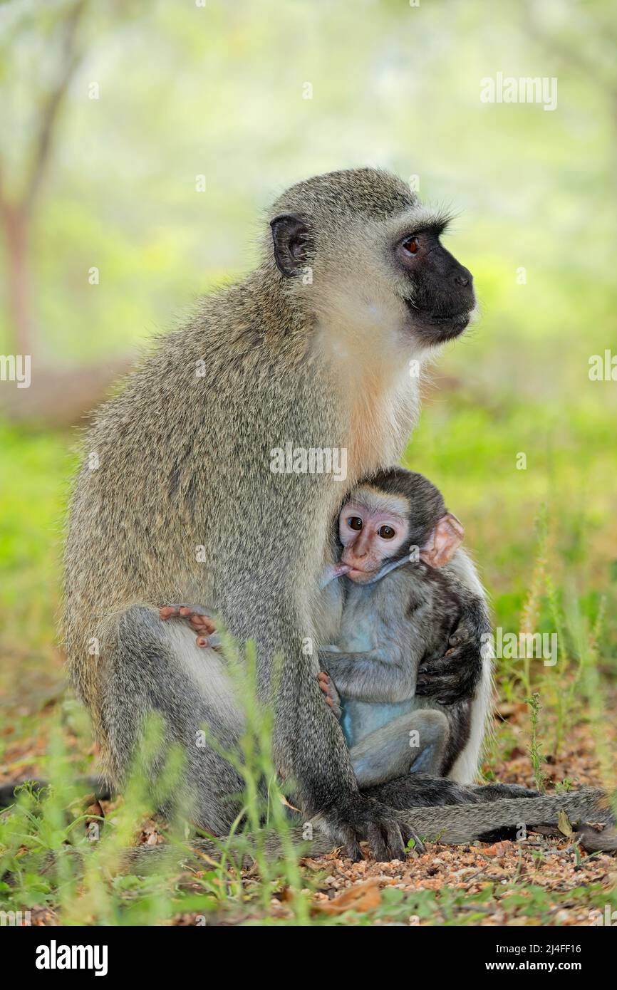 Vervet-Affe (Cercopithecus aethiops) mit Säugling, Kruger-Nationalpark, Südafrika Stockfoto
