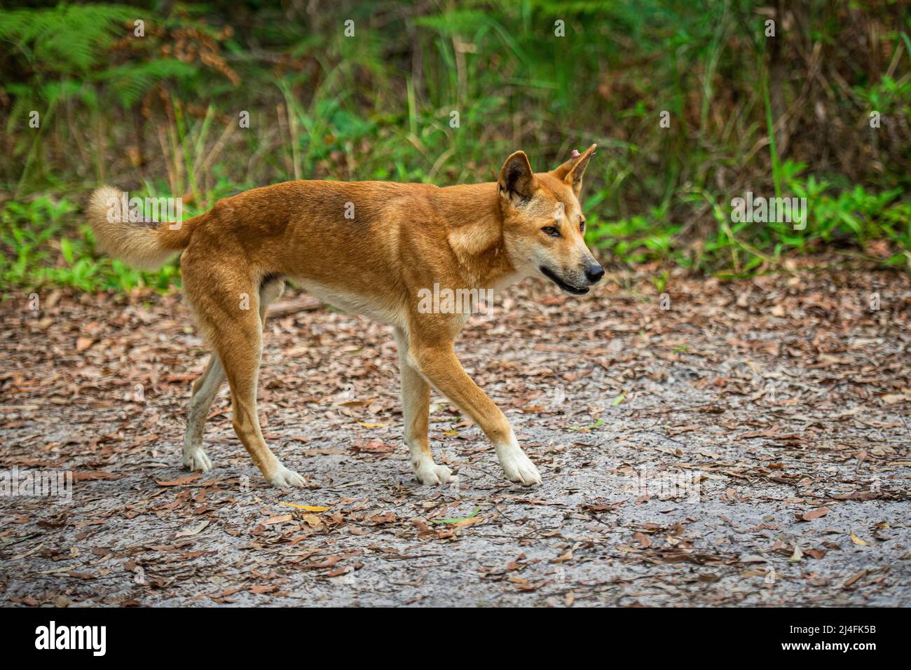 Dingo (Canis lupus dingo) erwachsenes Männchen, auf einem Waldweg im Landesinneren auf Fraser Island. Queensland, Australien Stockfoto
