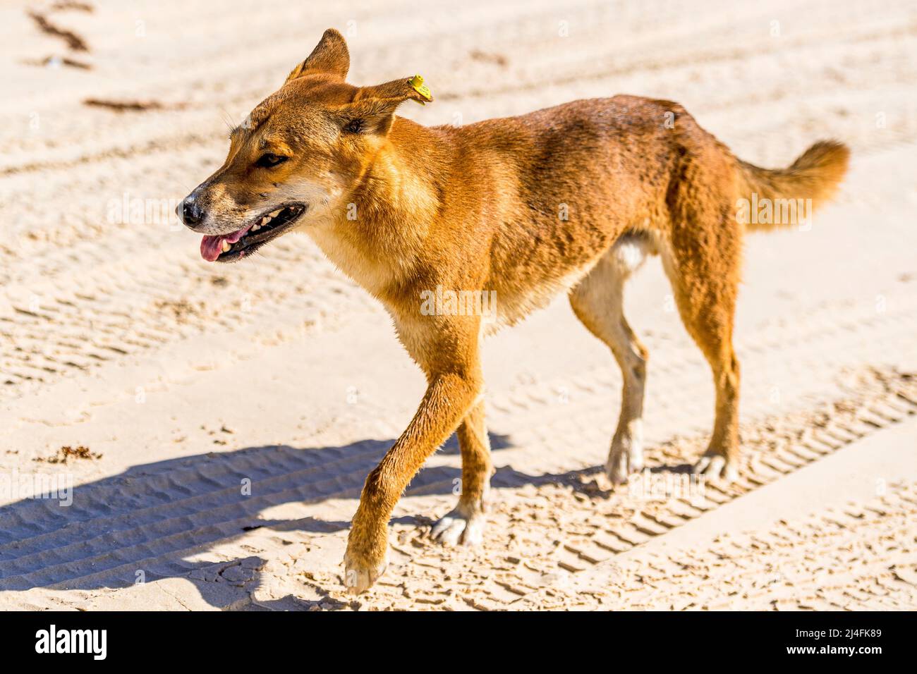 Dingo (Canis lupus dingo) erwachsener Rüde, am Seventy Five Mile Beach, Fraser Island, Queensland, Australien Stockfoto