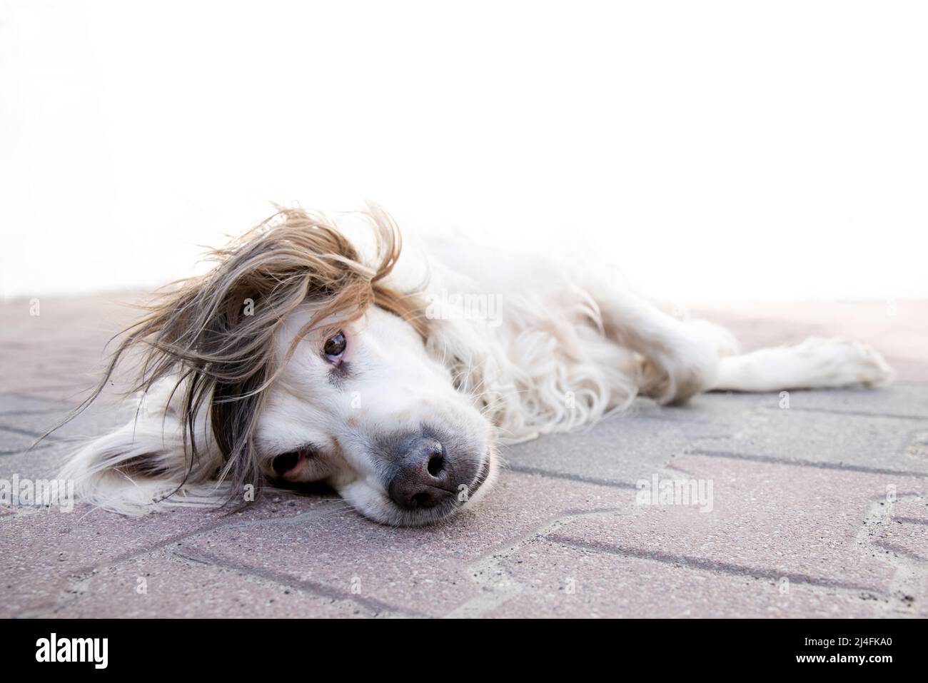 Irischer rot-weißer Setter-Hund in Nahaufnahme, der auf dem Boden liegt. Hund liegt draußen im Hof Stockfoto