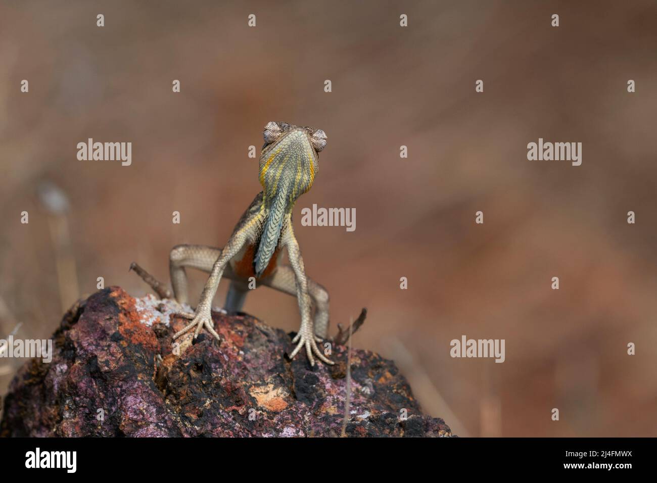 Das Bild der Fächerkehleidechse (Sitana ponticeriana) wurde in satara, Maharashtra, Indien, aufgenommen Stockfoto