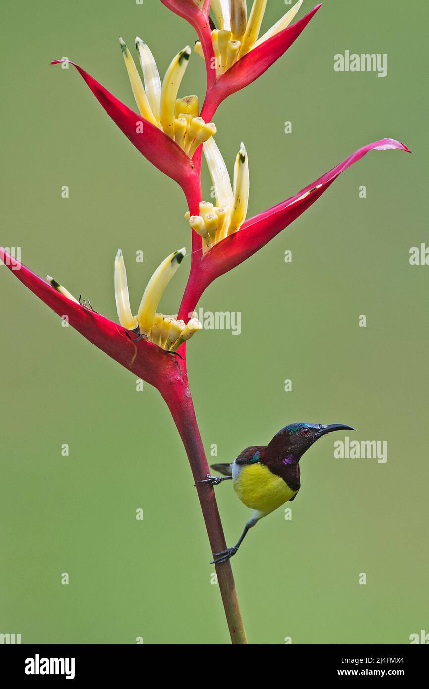 Das Bild des Purple-rumped Sunbird (Leptocoma zeylonica) wurde in Thattekad, Kerala, Indien, aufgenommen Stockfoto