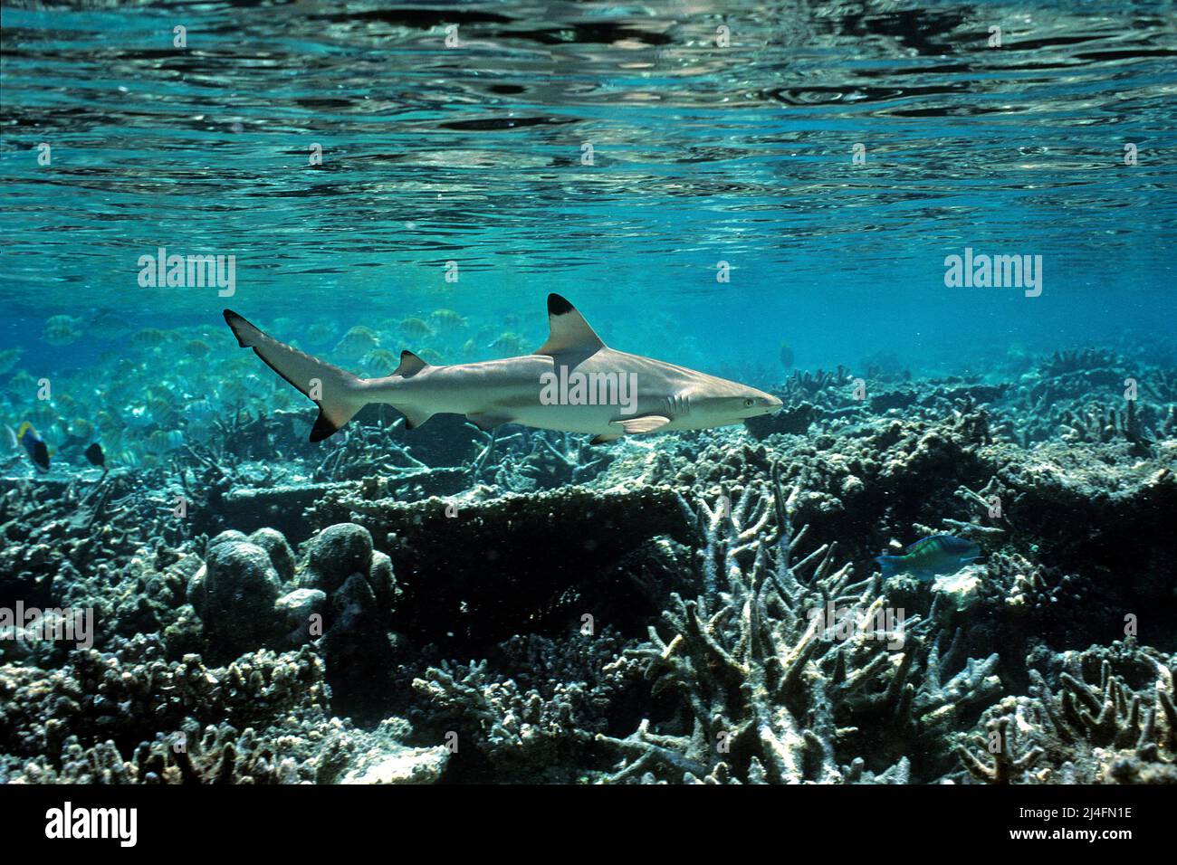 Schwarzspitzenriffhaie (Carcharhinus melanopterus), schwimmen über einem Korallenriff, Ari-Atoll, Malediven, Indischer Ozean, Asien Stockfoto