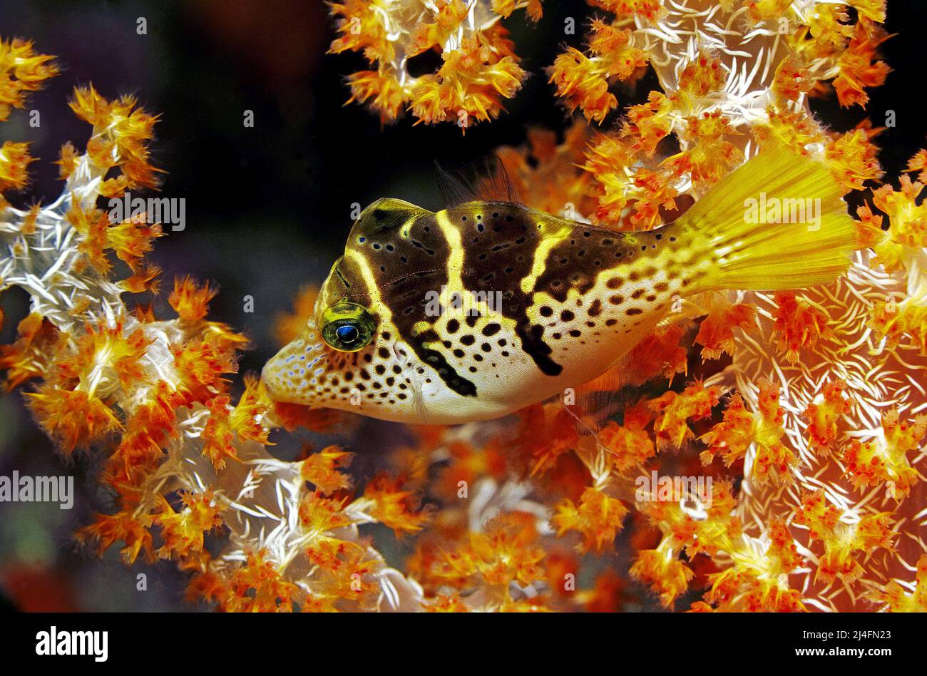 Schwarz gesattelte Lederjacke, Schwarzsattelfilefisch, schwarzsatteltoby (Paraluteres prionurus), zwischen Weichkorallen schlafend, Ari Atoll, Malediven Stockfoto