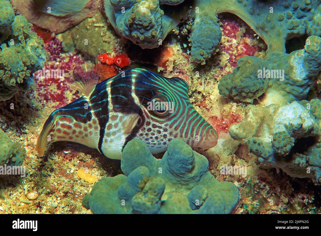 Schwarz gesattelte Lederjacke, Blacksattel Filefish, Schwarz gesattelte toby (Paraluteres prionurus), zwischen Schwämmen schlafend, Ari Atoll, Malediven Stockfoto