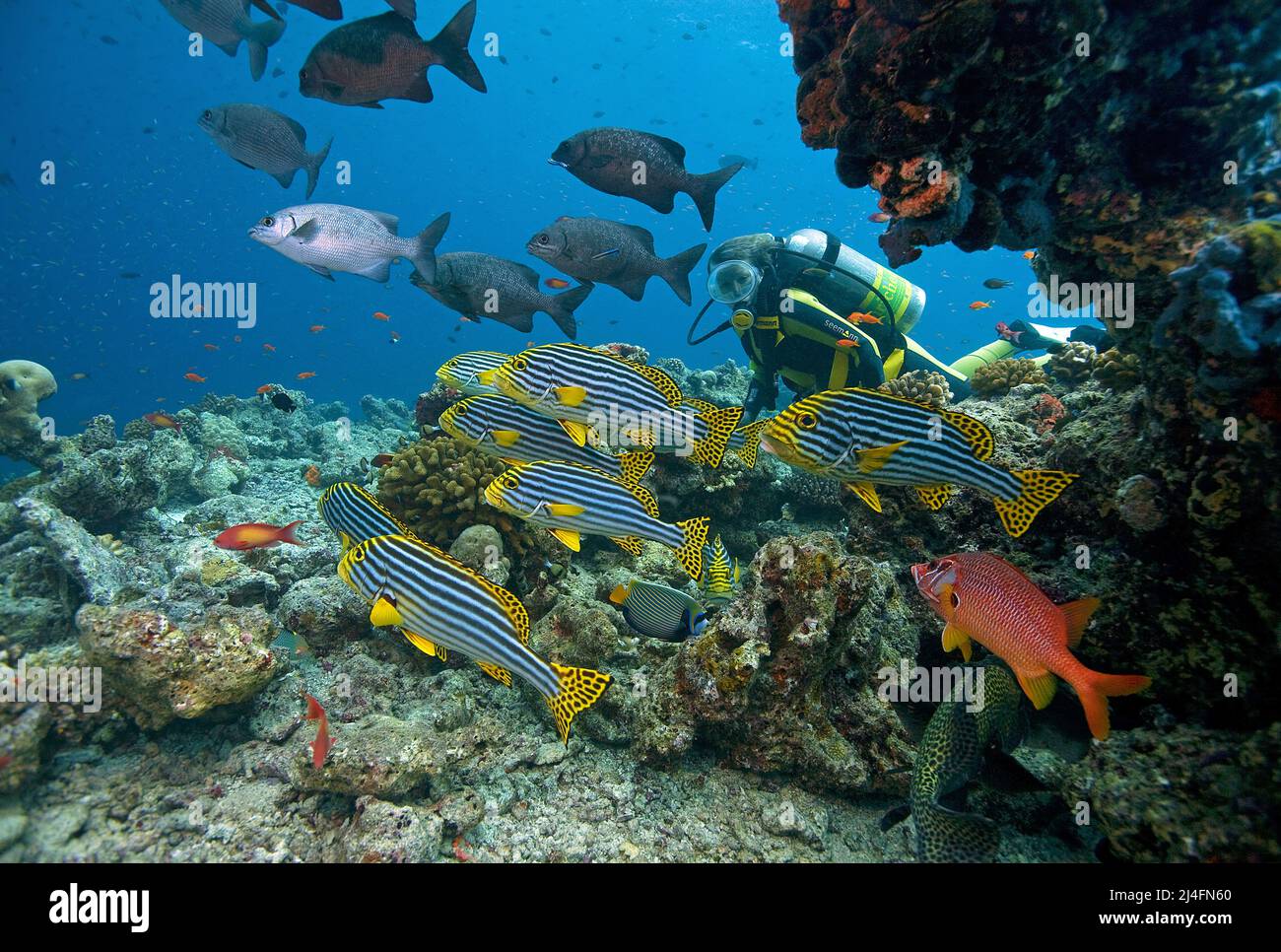 Orientalische Süßlippen (Plectorhinchus vittatus), Ari-Atoll, Malediven, Indischer Ozean, Asien Stockfoto