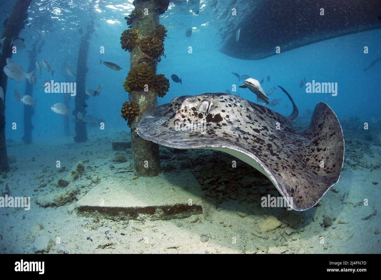 Whiptail Stachelrochen, fleckiger Stachelrochen oder gewöhnlicher Stachelrochen (Taeniurops meyeni), unter dem Anlegesteg, Ari-Atoll, Malediven, Indischer Ozean, Asien Stockfoto