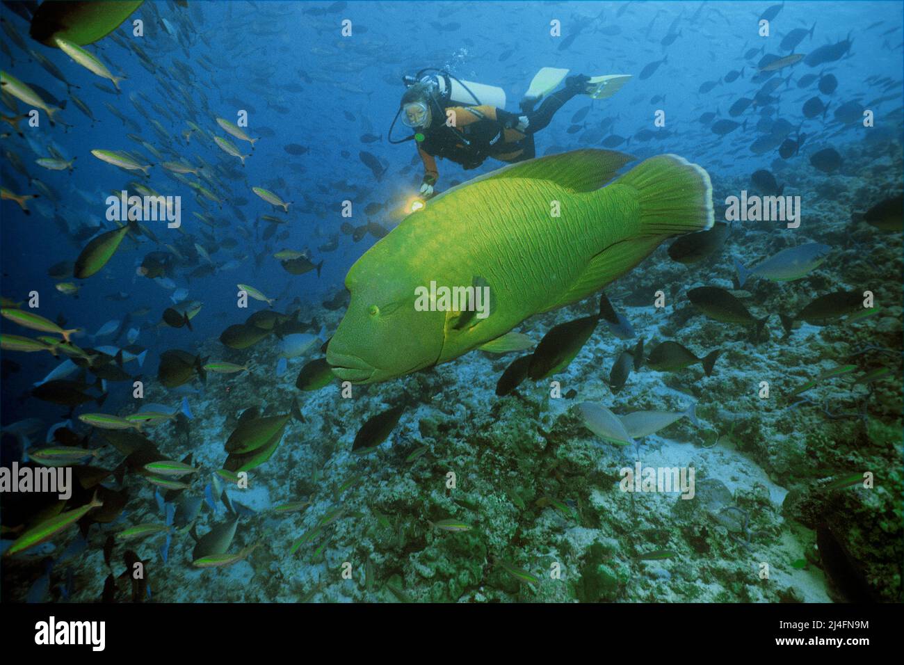 Taucher und Napoleon Wrasse (Cheilinus undulatus), Ari Atoll, Malediven, Indischer Ozean, Asien Stockfoto
