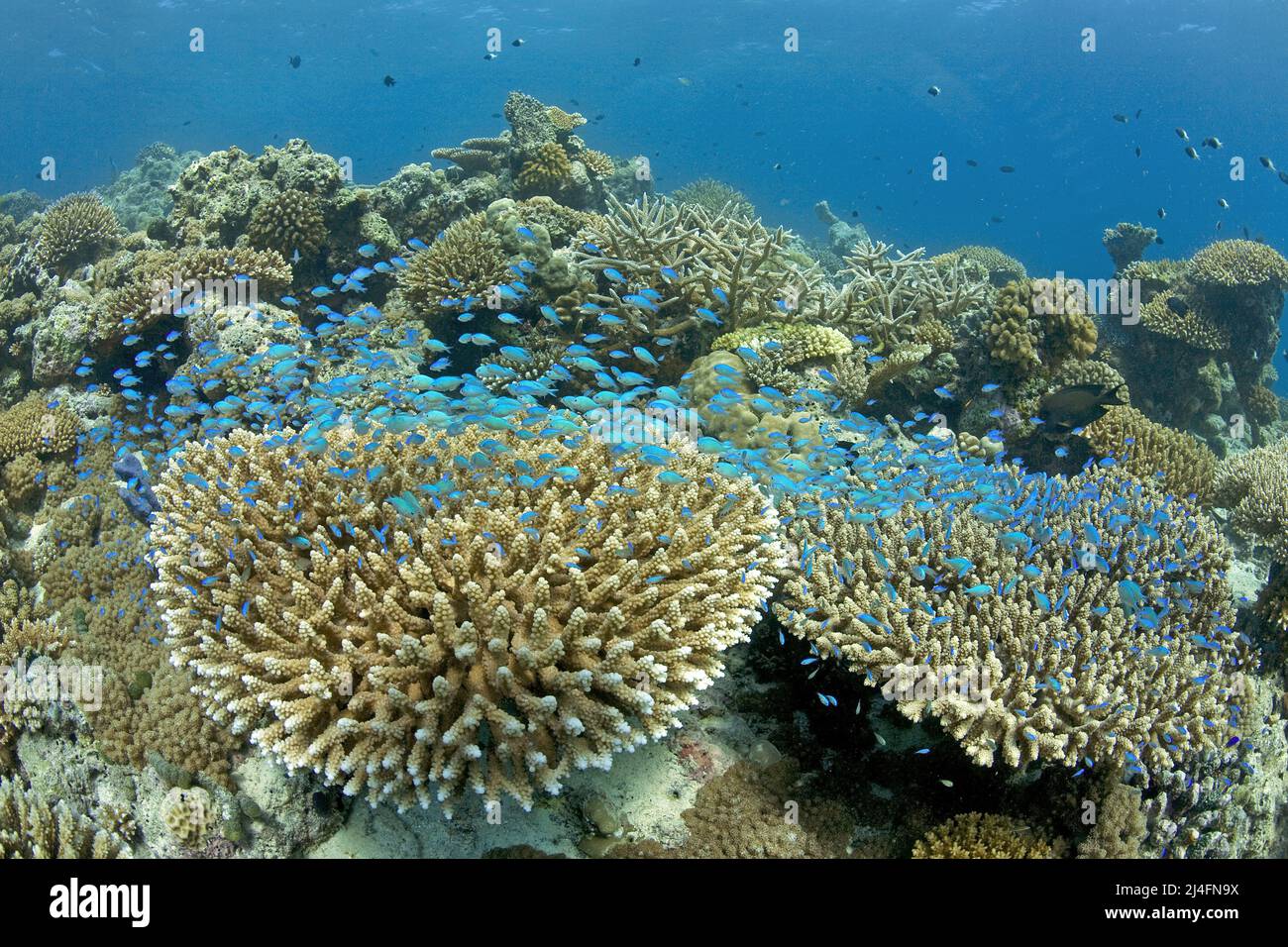 Blue-Green Chromis (Chromis viridis), schwimmend über einem Korallenriff mit Steinkorallen, Nord Male Atoll, Malediven, Indischer Ozean, Asien Stockfoto