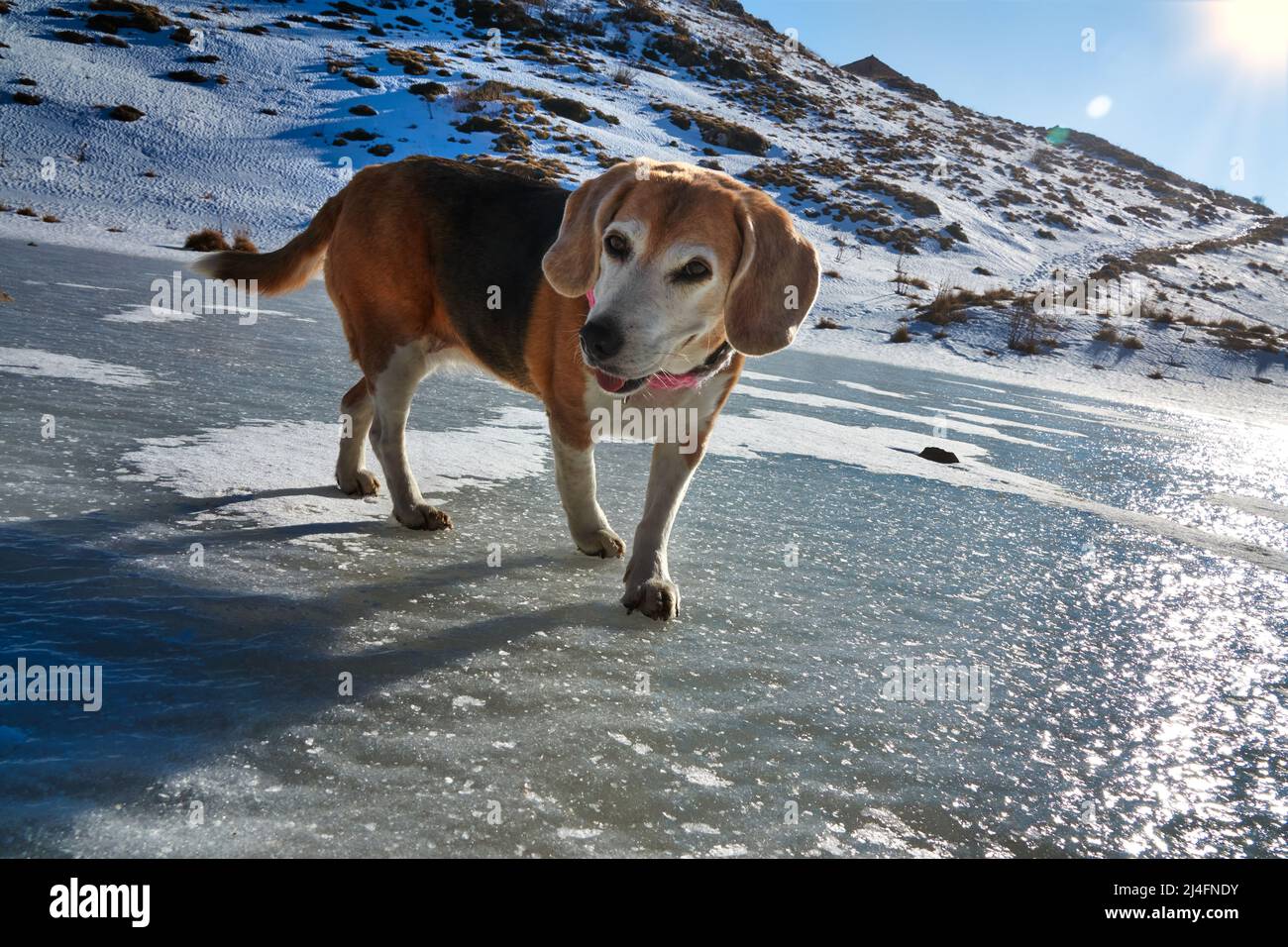 Beagle Hund mit rosa Schal, auf dem gefrorenen See zu Fuß Stockfoto